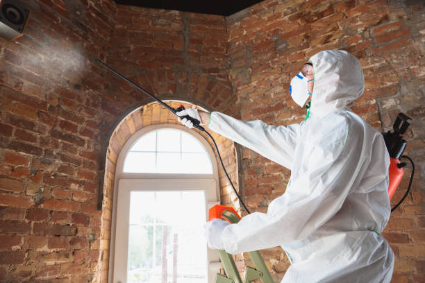 Best Basement water damage restoration  in , AL